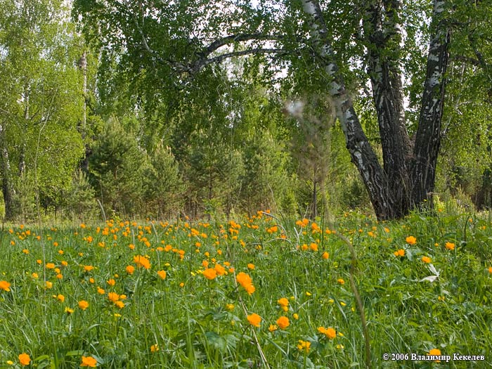 Природа Сибири, Nature of Siberia, Чунский район, Полевые цветы