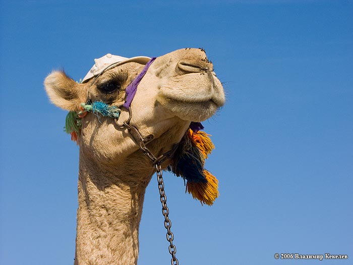Верблюд, Пляж отеля Hor Palace, Хургада, Египет, Hurghada, Egypt