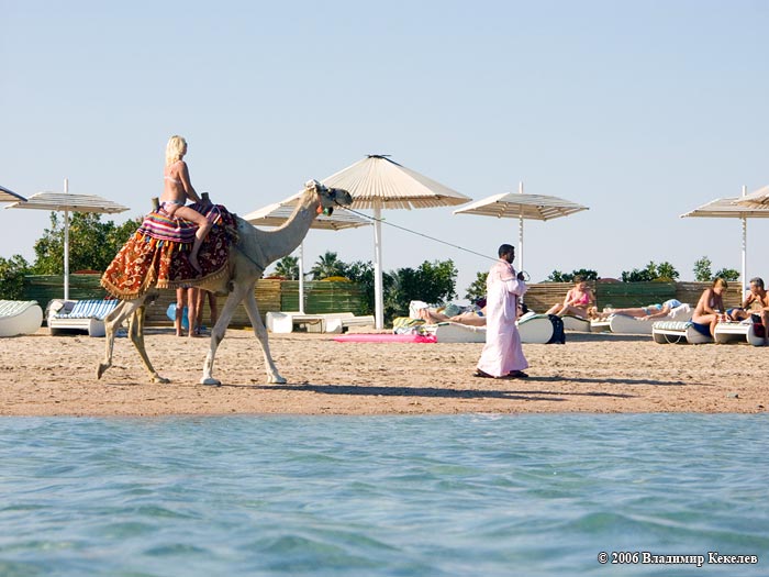 Верблюд, Пляж отеля Hor Palace, Хургада, Египет, Hurghada, Egypt