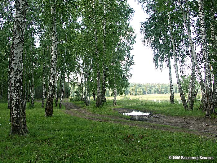 Природа Сибири, Чунский район, Березовый бор