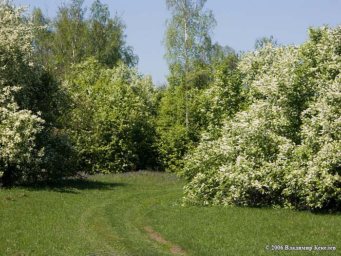 Природа Сибири, Nature of Siberia, Чунский район, Баянда 