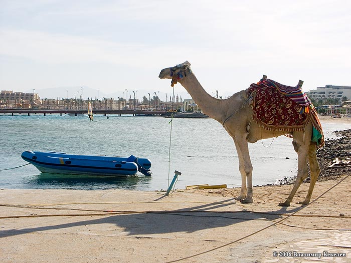 Верблюд, Пляж отеля Hor Palace, Хургада, Египет, Hurghada, Egypt