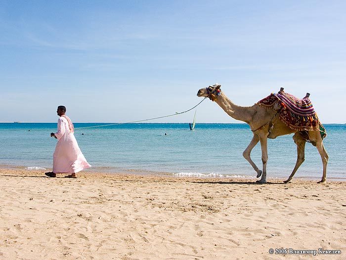 Верблюд, Пляж отеля Hor Palace, Хургада, Египет, Hurghada, Egypt